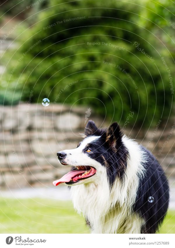 Hund, Border Collie, Blase beobachtend Freude Spielen Garten Tier Gras Haustier 1 Fröhlichkeit kuschlig niedlich schwarz weiß Borte Seifenblase Schaumblase