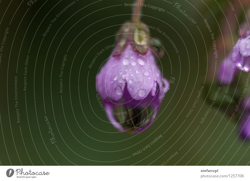 Blüte mit Wassertropfen Natur Pflanze Sommer Blume Wildpflanze Wiese Farbfoto Außenaufnahme Nahaufnahme Detailaufnahme Makroaufnahme Abend