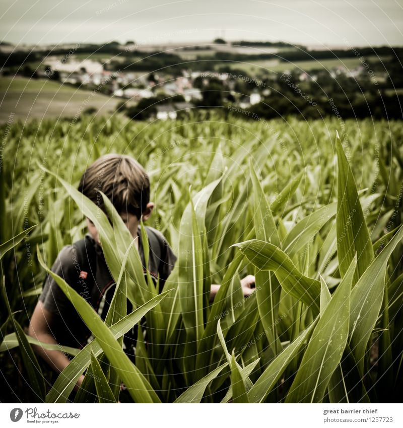 Junge im Maisfeld Mensch maskulin Kind Kindheit Leben Körper 1 3-8 Jahre Umwelt Natur Landschaft Tier Himmel Wolken Sommer Klima Wetter Pflanze Nutzpflanze Feld