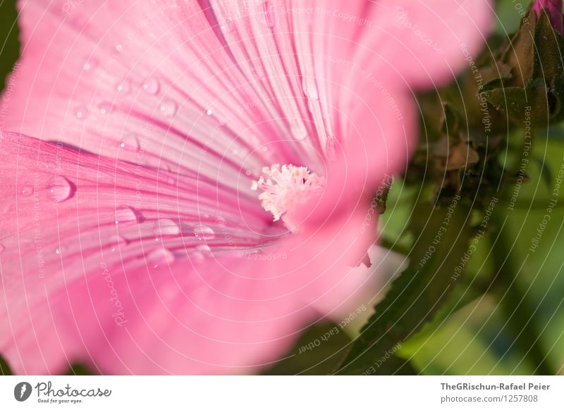 Gartenverschönerung Umwelt Natur Pflanze braun grün rosa schwarz weiß Blume gießen ästhetisch Detailaufnahme Wassertropfen Blatt pflegen Wachstum Sonnenstrahlen