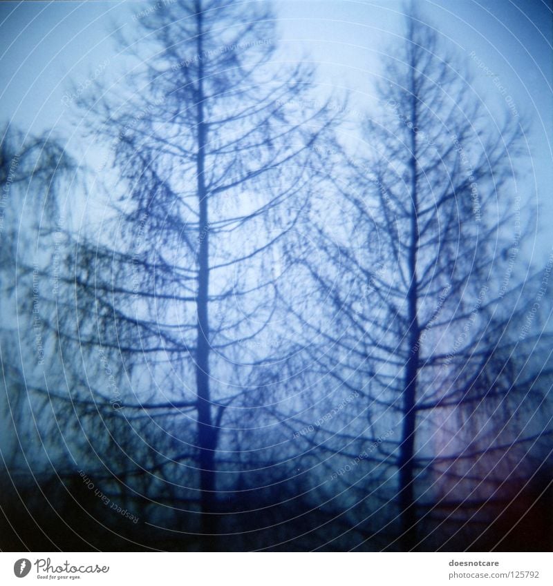 Ghost Spruces. Baum unheimlich analog Fichte Nadelbaum Diana+ Gespenstfichte spukhaft Lomografie Vignettierung Silhouette