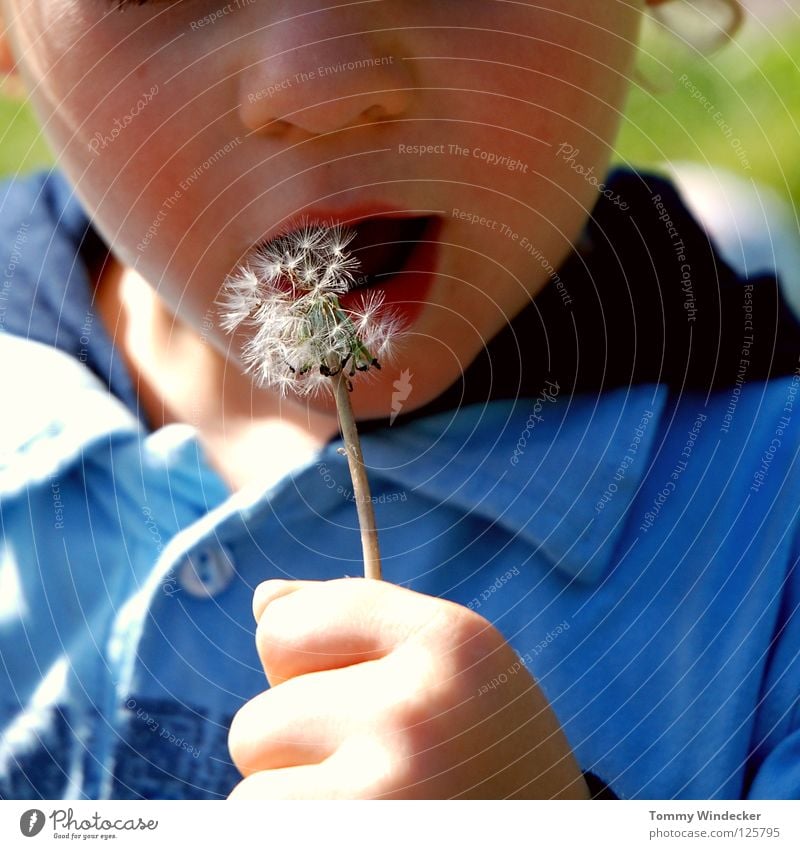 Peter Lustig Junior Kind Kleinkind Junge Löwenzahn blasen Frühling kindlich Spielen klein Sonnenlicht Blume Pflanze Blüte Gänseblümchen Samen Fallschirm