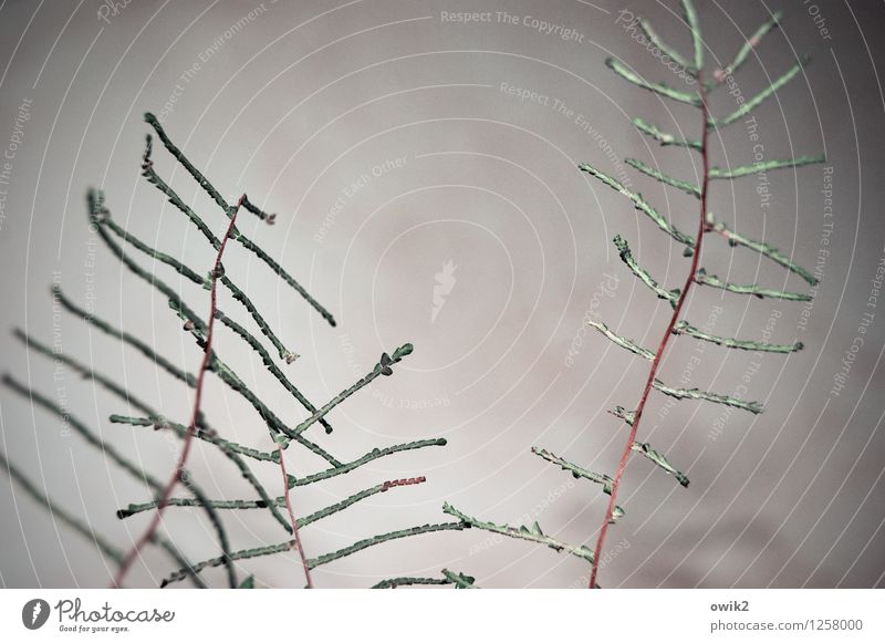 Ballett Pflanze Himmel Wolken Zierpflanze Bewegung dünn einfach fest Stengel Zweig Farbfoto Gedeckte Farben Außenaufnahme Nahaufnahme Detailaufnahme Muster