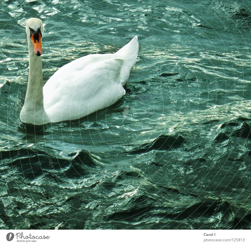 Sturmwarnung!!! Schwan Wellen Schnabel dunkel Wind weiß Feder Vogel tief Eisenbahn See Schweiz Zugersee Leben Leidenschaft Unwetterwarnung gefährlich Tier