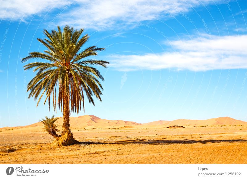 Palme in der Wüste Oasi exotisch schön Ferien & Urlaub & Reisen Tourismus Sommer Garten Umwelt Natur Pflanze Sand Baum Blatt Felsen Oase Stein frisch heiß