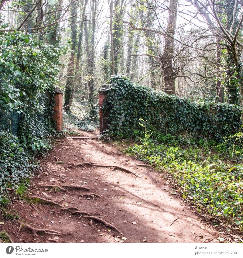 sich nicht aufhalten lassen Landschaft Efeu Wurzel Park Wald Gartentor Tor Eingangstor Wege & Pfade Fußweg wandern natürlich grün rot verwurzelt stolpern