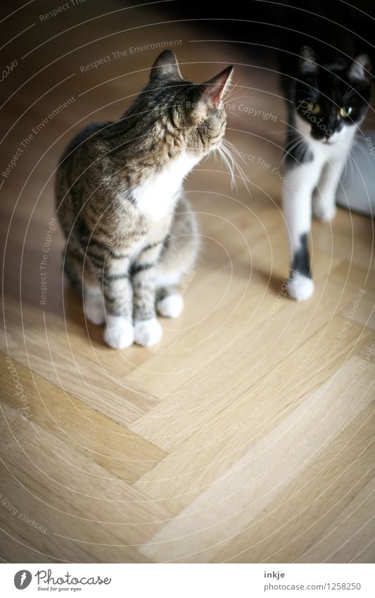 Thelma und Louise Lifestyle Häusliches Leben Wohnung Fischgrätenmuster Parkett Haustier Katze 2 Tier Tierpaar hocken Blick Gefühle Einigkeit loyal Sympathie