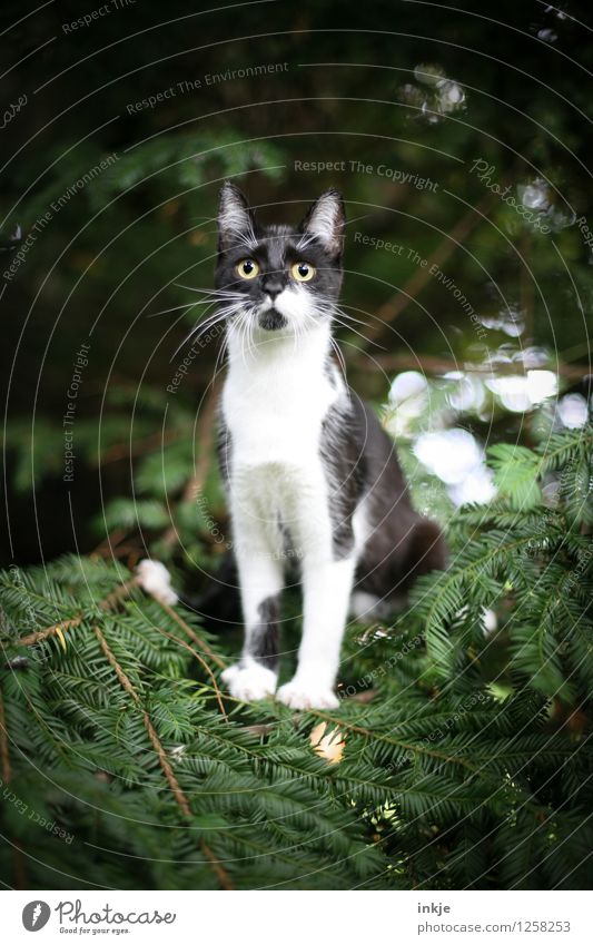 Thelma allein im Wald. Natur Sonnenlicht Frühling Sommer Herbst Grünpflanze Wildpflanze Eibe Nadelbaum Garten Park Haustier Katze Tiergesicht 1 Tierjunges