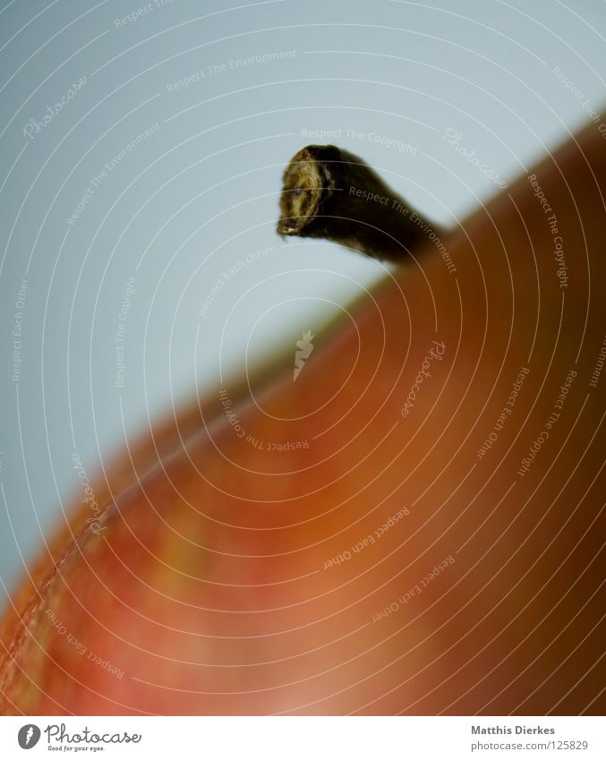 Apfel Farbfoto rund rot Unschärfe Gesundheit Vitamin Vitamin C genießen Snack lecker saftig Saft Vegetarische Ernährung Falte trocken trüb Apfelbaum Obstbaum