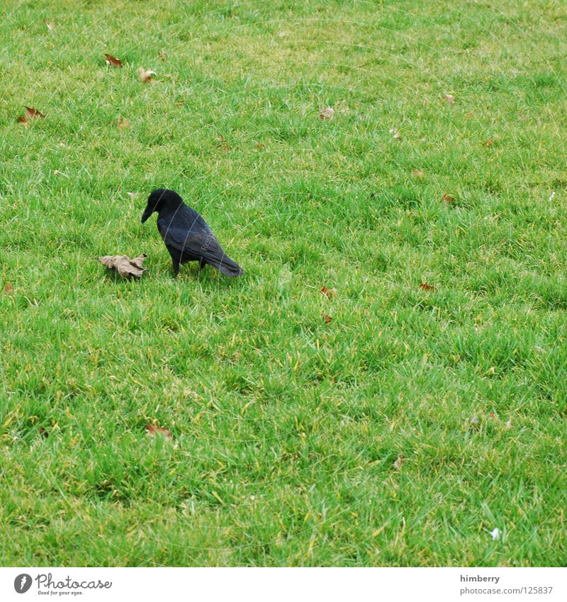 vogelsohn Vogel Wiese Gras Tier Desaster Park Lebewesen Luftverkehr Garten ne vögeln is falsch hier aber dafür is wiese gut und raabe auch Natur Rasen bird