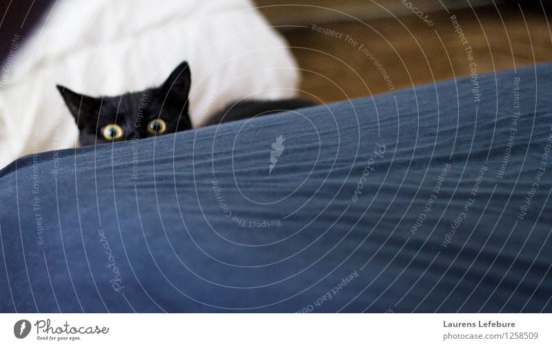 Mensch, was machst du da? Haustier Katze Tiergesicht Tierjunges beobachten Denken Blick bedrohlich gruselig verstecken Katzenauge Trieb schwarz schwarzhaarig