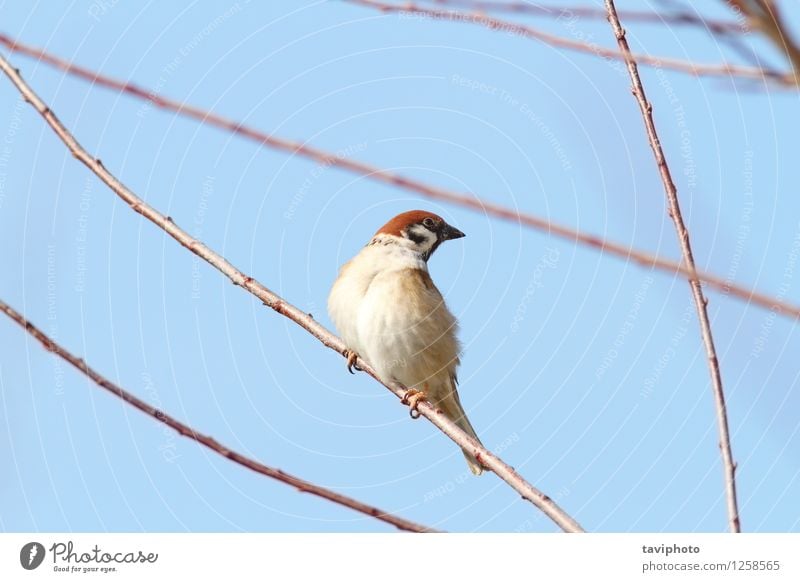 männlicher Spatz auf Zweig Leben Haus Garten Mann Erwachsene Umwelt Natur Tier Vogel beobachten sitzen klein niedlich wild braun Ast Tierwelt schließen