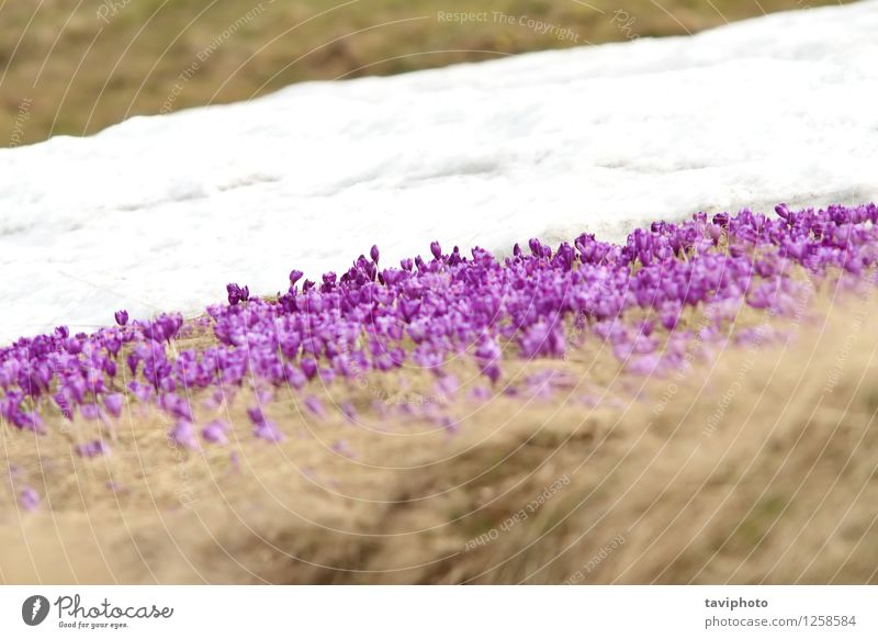 Winter und Frühling auf der Wiese schön Leben Schnee Berge u. Gebirge Ostern Natur Pflanze Blume Gras Blüte Wachstum frisch natürlich neu wild weiß Kraft Beginn