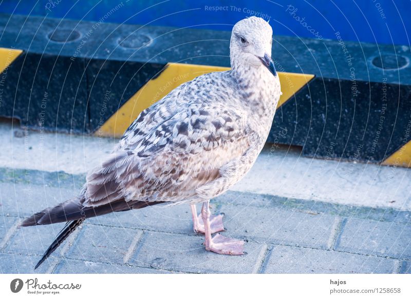 junge Silbermöwe sitzt im Hafen Natur Tier Wasser Ostsee Vogel Tierjunges blau Larus argentatus Pontoppidan Mole Möwe Seevogel Meeresfauna Widltier