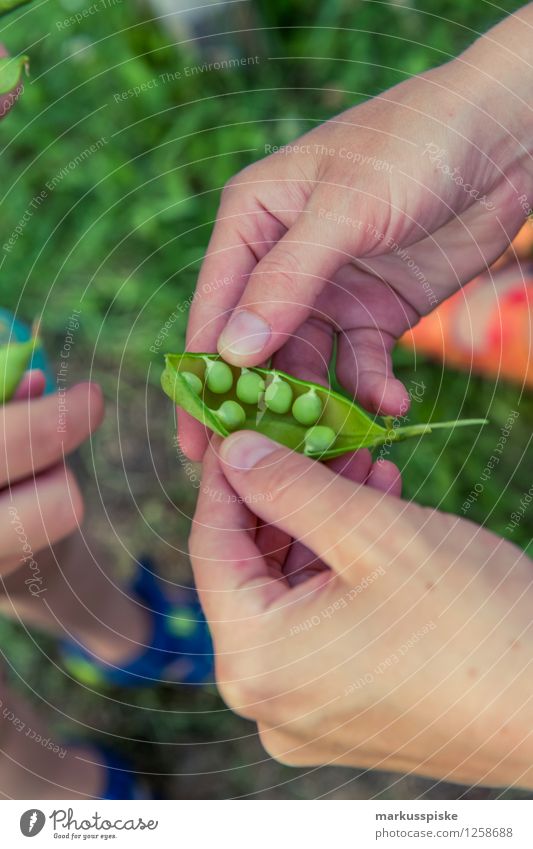 erbsen auf die hand Lebensmittel Bioprodukte Vegetarische Ernährung Slowfood Fingerfood Erbsen Gesunde Ernährung Freizeit & Hobby Ferien & Urlaub & Reisen