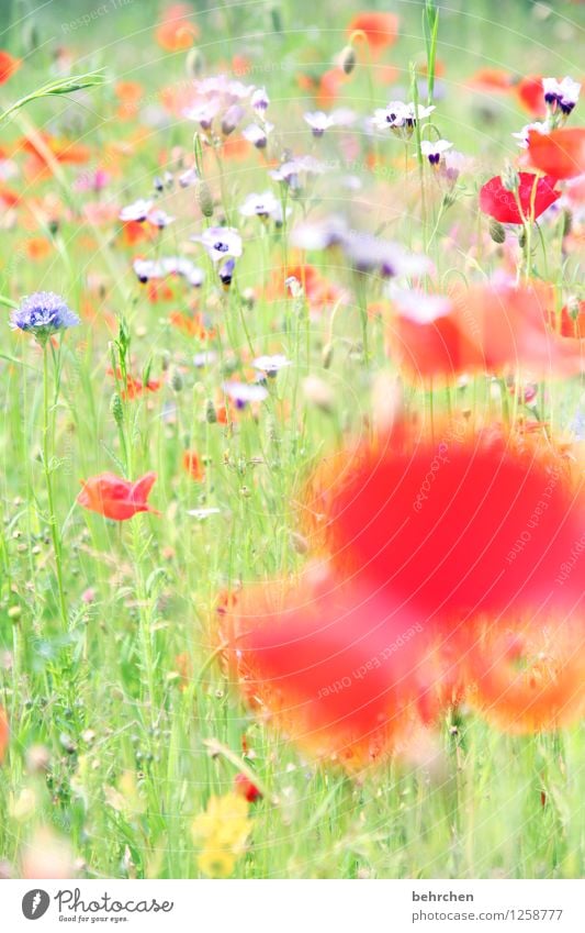 mo(h)ntagswischiwaschi Natur Pflanze Frühling Sommer Schönes Wetter Blume Gras Blatt Blüte Wildpflanze Mohn Garten Park Wiese Blühend Duft verblüht Wachstum