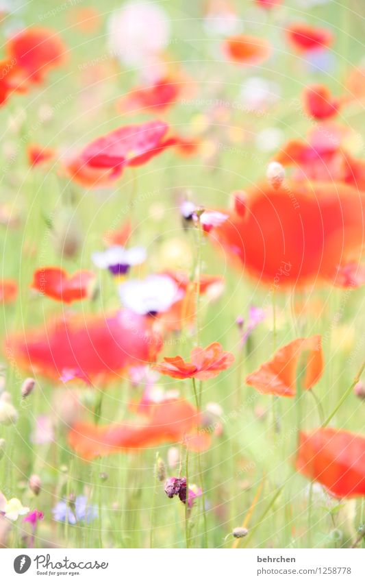 mo(h)ntagstraum Natur Pflanze Frühling Sommer Schönes Wetter Blume Gras Blatt Blüte Wildpflanze Mohn Garten Park Wiese Blühend verblüht Wachstum Duft hell schön