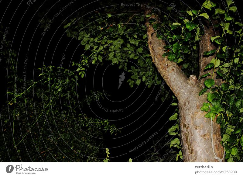 Angeblitzter Apfelbaum again Baum Baumstamm Ast Zweig Blatt Garten Schrebergarten Abend Nacht Blitzlichtaufnahme Terrasse Hecke Menschenleer Textfreiraum Sommer