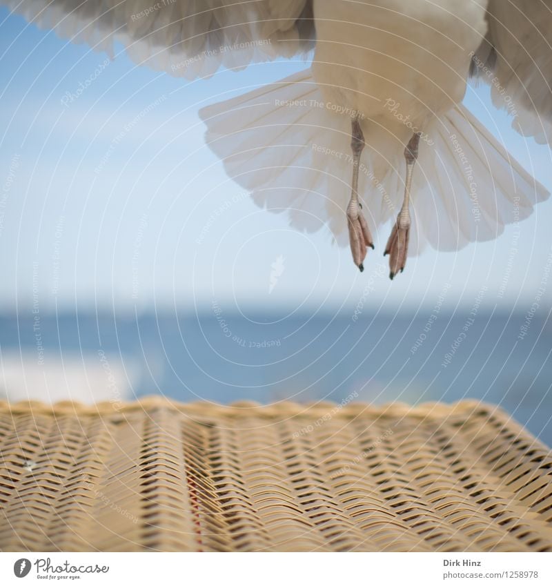 Senkrechtstarter Umwelt Natur Himmel Tier Vogel Flügel 1 fliegen Ferien & Urlaub & Reisen ästhetisch elegant frei hoch maritim natürlich blau braun grau