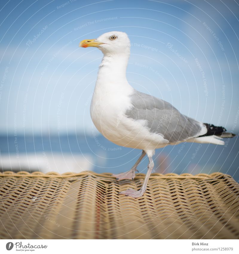 Möwe auf Strandkorb Umwelt Natur Küste Nordsee Ostsee Tier Vogel 1 blau braun weiß Vertrauen Möwenvögel beobachten Kiel Kieler Förde nah Schleswig-Holstein