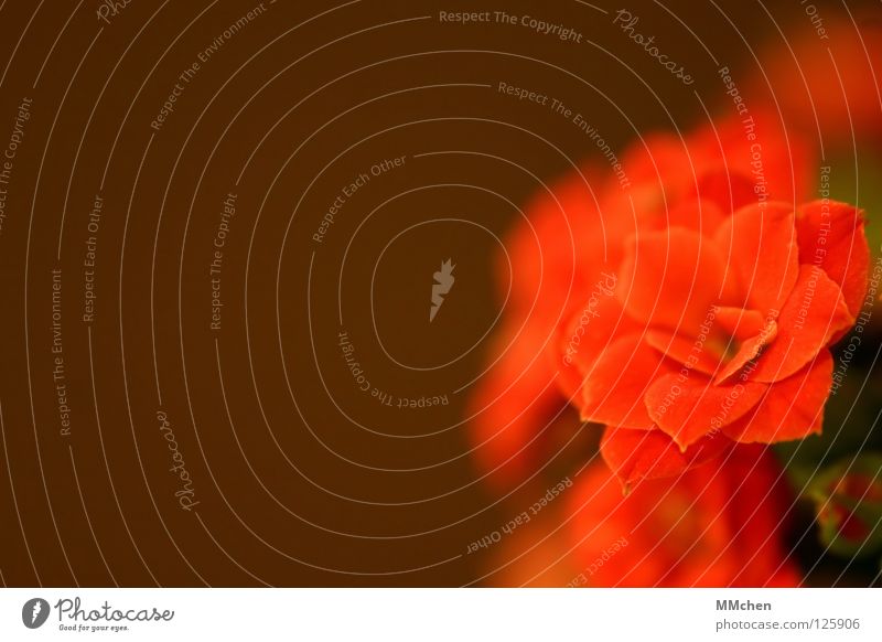 Rotkäppchen rot braun Blüte Blume Pflanze Blühend Frühling Dekoration & Verzierung Topffplanze Blütenknospen Makroaufnahme