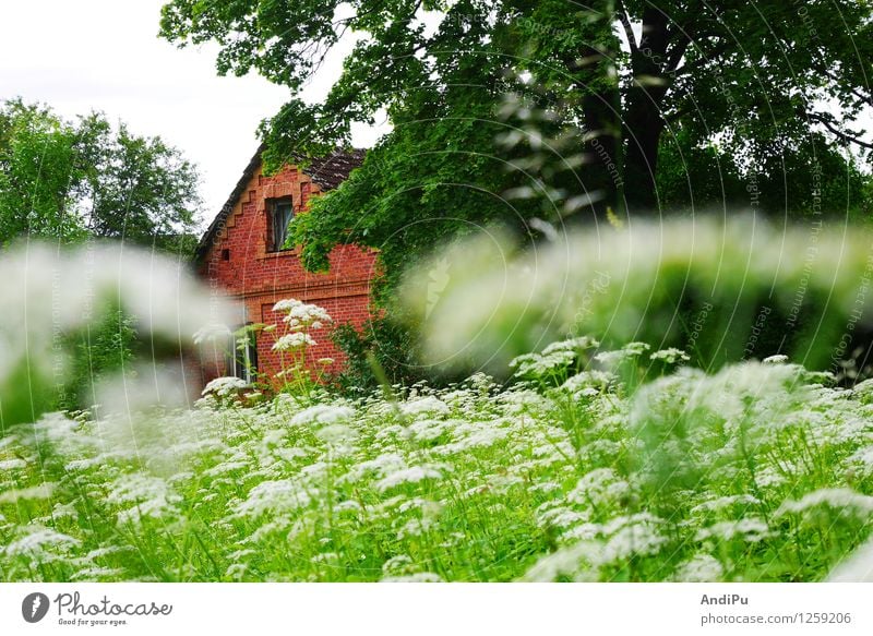 Haus in Cesis, Lettland Dorf Menschenleer Einfamilienhaus Hütte Mauer Wand Fassade Balkon Terrasse Garten Fenster Tür Holz alt ästhetisch Stadt grün rot weiß