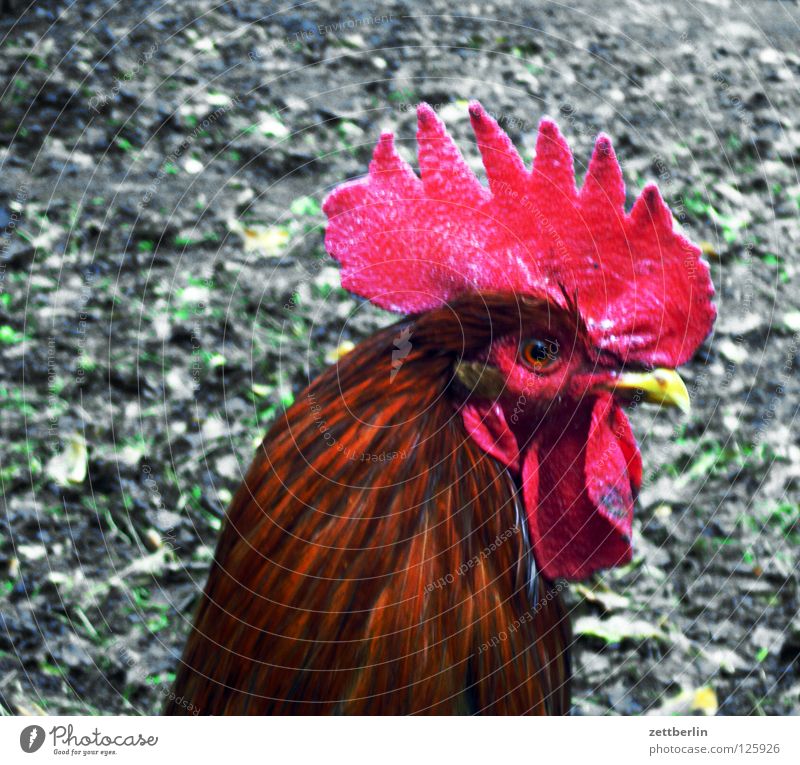 Hahn Haushuhn Cholesterin Vogel Landwirtschaft Hahnenkamm Feder Morgen Krähe Cocktail Ei hühnerhof snabel hahn im korb leghorn Brand Feuerwehr Auge