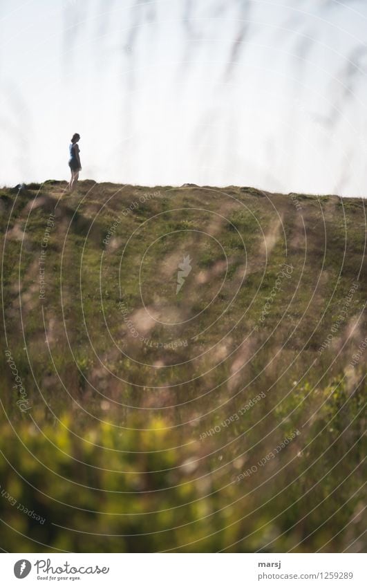 Einsamkeit harmonisch Erholung ruhig Meditation Mensch feminin Junge Frau Jugendliche Erwachsene 1 Natur Landschaft Sommer Schönes Wetter Wiese Hügel beobachten