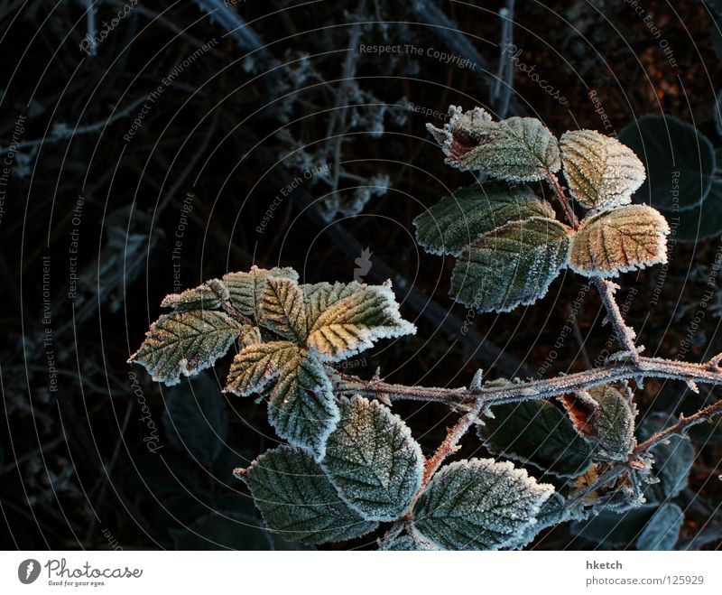 Brummbärenpirsch Sträucher stachelig kratzen süß Raureif Winter Brombeeren Stachel Blut Ernte Frost Schnee