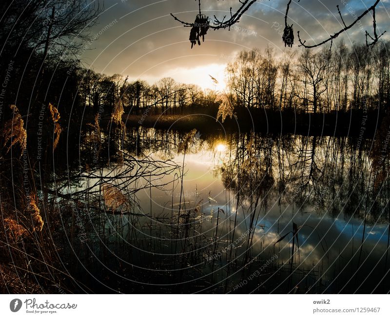 Lichtvoll Umwelt Natur Landschaft Pflanze Luft Wasser Himmel Wolken Herbst Klima Schönes Wetter Baum Sträucher Wildpflanze Zweig Röhricht leuchten