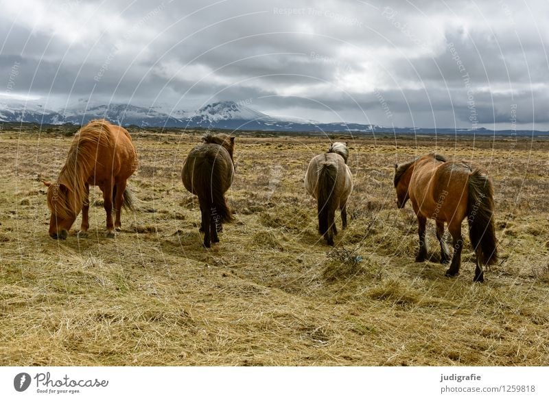 Island Umwelt Natur Landschaft Himmel Wolken Klima Berge u. Gebirge Schneebedeckte Gipfel Tier Wildtier Pferd Island Ponys 4 Fressen natürlich wild Stimmung