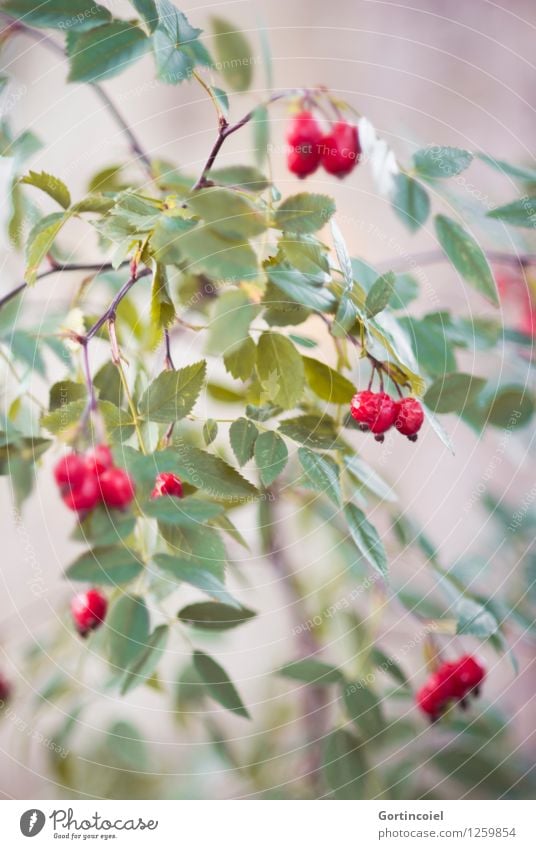 Hundsrose Umwelt Natur Pflanze Herbst Sträucher grün rot herbstlich Hagebutten Frucht Farbfoto Außenaufnahme Detailaufnahme Textfreiraum unten