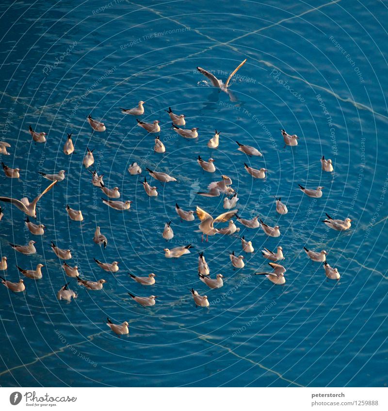 Möwengewimmel Wasserbecken Schwarm Schwimmen & Baden fliegen frei blau Bewegung Farbe Idylle Kontakt Menge flattern Flügel Farbfoto Außenaufnahme Luftaufnahme