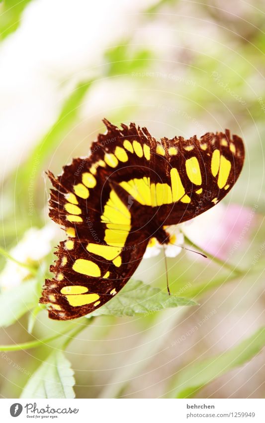 drauf geguckt Natur Pflanze Tier Frühling Sommer Schönes Wetter Blume Blatt Blüte Garten Park Wiese Wildtier Schmetterling Flügel 1 beobachten Erholung fliegen