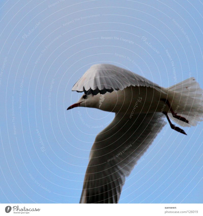 möwenpic Möwe Vogel Tier schwarz Wolken Rendsburg Schweben Einsamkeit verdeckt verstecken Schnabel Luftverkehr Lachmöwe blau Blauer Himmel nord-ostsee-kanal