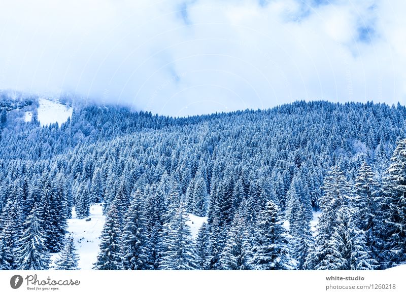 Bitterkalt Wald Schnee Pulverschnee Tourismus Winterliebe Schneelandschaft Wintertag Hügel Natur Nadelwald Weihnachtsbaum Weinachtsbäume Farbfoto