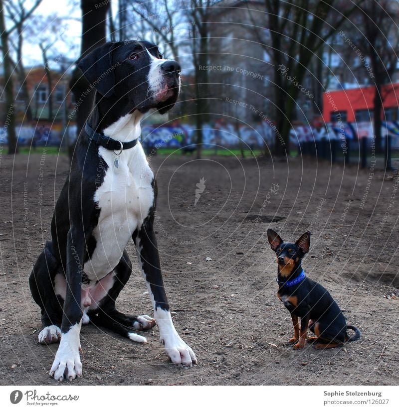 Dick und Doof Deutsche Dogge Hund Größenunterschied Freundschaft Säugetier Groß und Klein Zwergpinscher ungleiches Paar