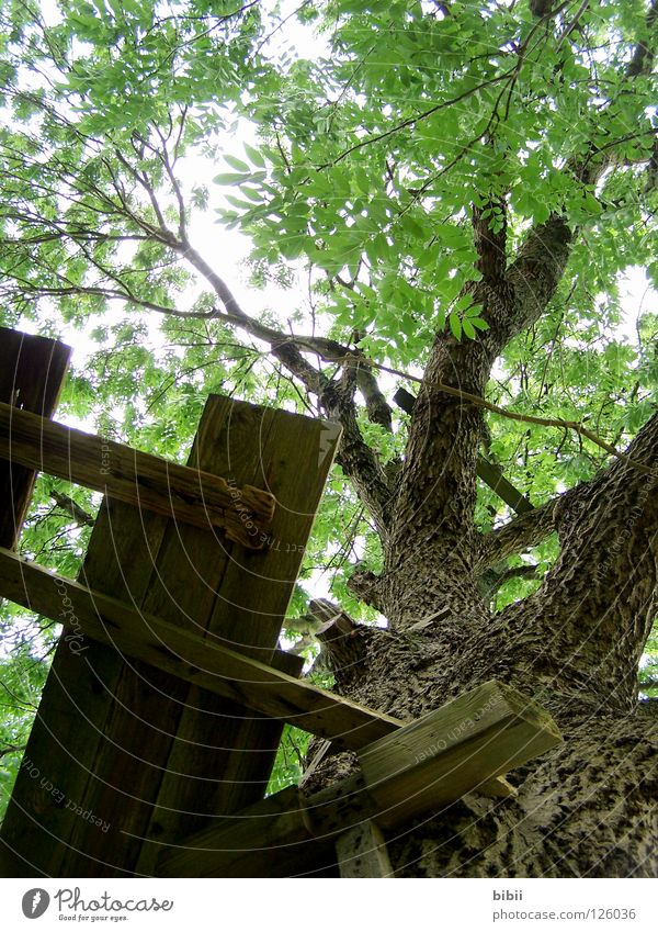 Kletterbaum Baum Esche Pflanze grün Blatt Baumkrone Baldachin strahlend Sonnenstrahlen kaputt Baumhaus Holz Nagel Spielplatz Erinnerung schön Erholung