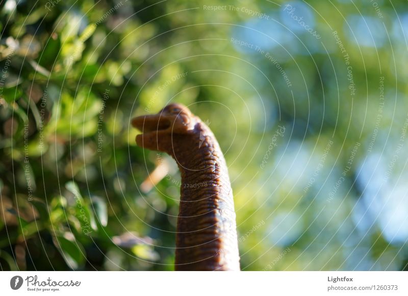 Jurrassic Park- Brachiosaurus Kunst Ausstellung Museum Pflanze Grünpflanze Garten Wald Urwald Tier Wildtier Totes Tier Tiergesicht Globus Jagd kämpfen grün