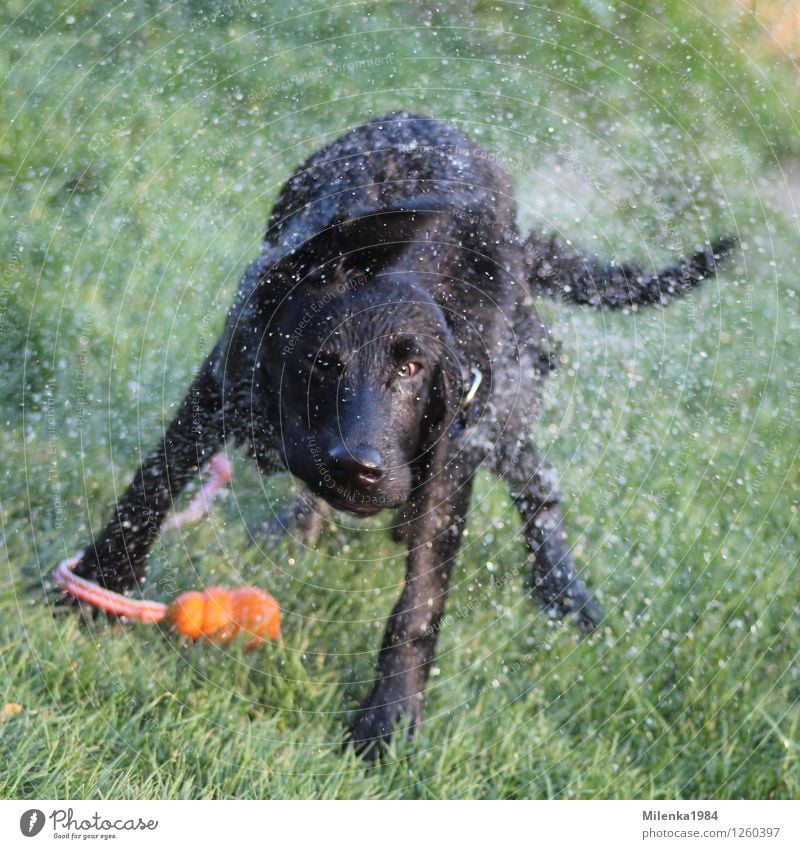 Badespaß Natur Schönes Wetter Garten Park Wiese Tier Haustier Hund 1 Freude Abenteuer "Labrador schwarz," schütteln wild Farbfoto Außenaufnahme Nahaufnahme