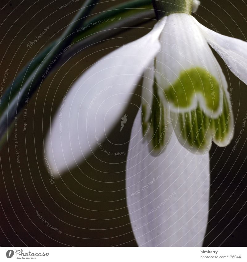 glocke verpennt Blume Blüte weiß Blütenblatt Botanik Sommer Frühling frisch Wachstum Pflanze rot Hintergrundbild Winter Schneeglöckchen Makroaufnahme