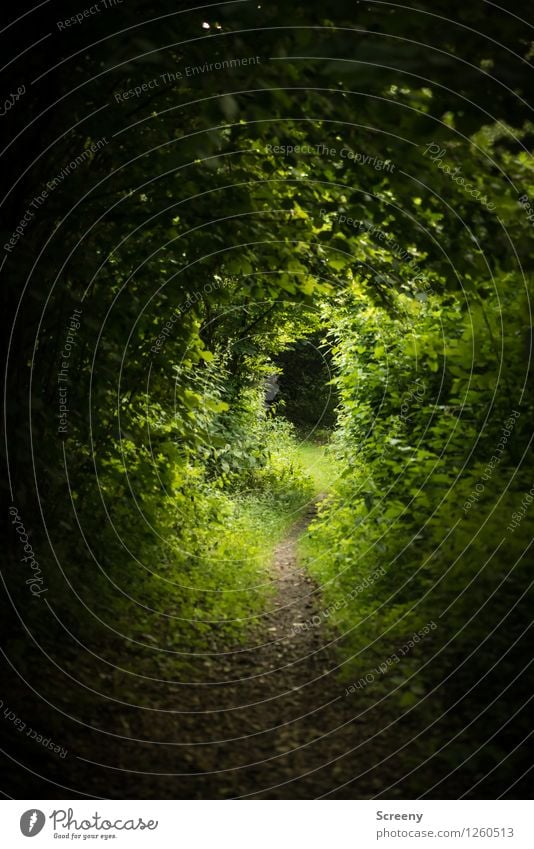 Der Pfad wandern Natur Landschaft Pflanze Sommer Baum Gras Sträucher Wald grün ruhig entdecken Idylle Wege & Pfade Verhext Farbfoto Außenaufnahme Menschenleer