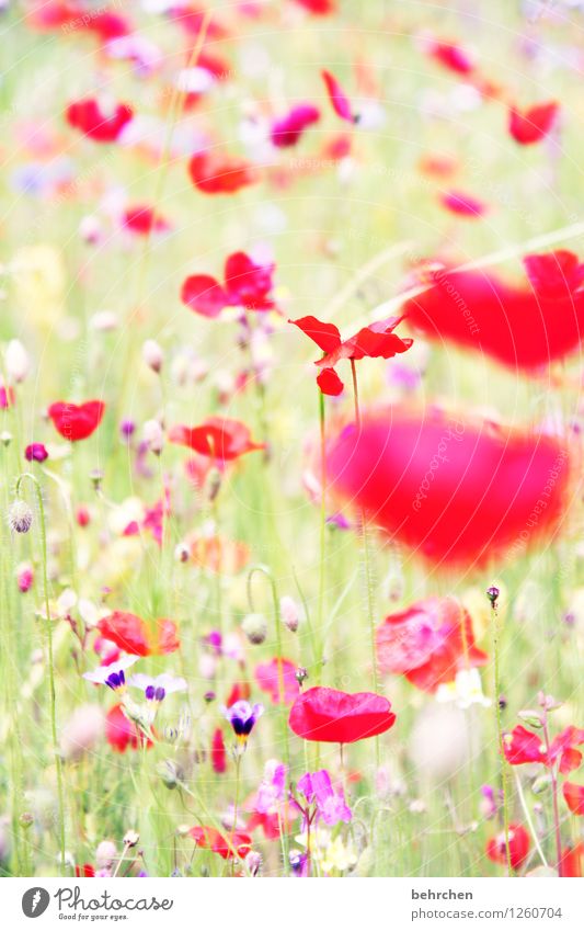 mo(h)ntag, was sonst... Natur Pflanze Frühling Sommer Schönes Wetter Blume Gras Blatt Blüte Mohn Garten Park Wiese Blühend Duft verblüht Wachstum frisch schön