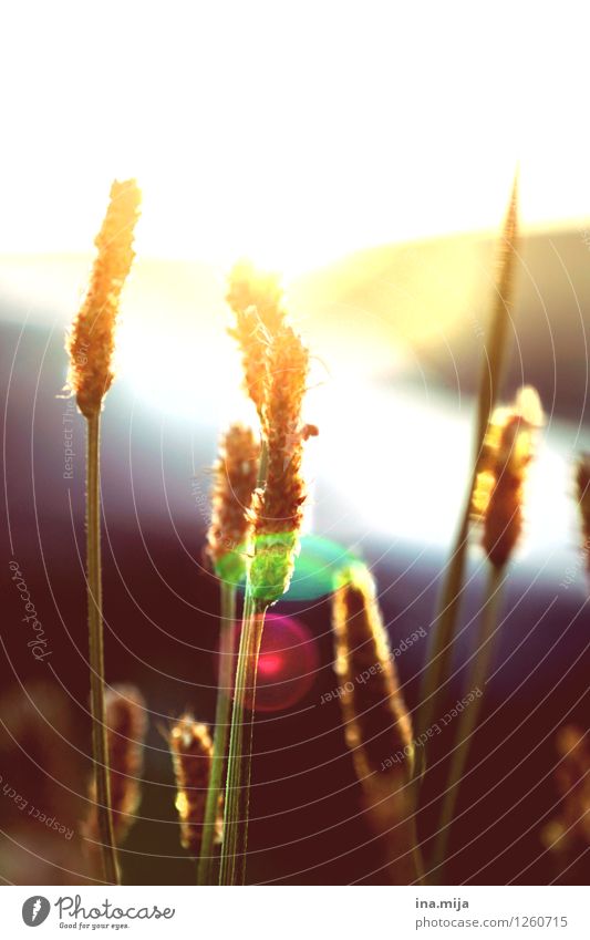 es sommert Umwelt Natur Pflanze Sommer Schönes Wetter Gras Wildpflanze Garten Park Wiese Feld ästhetisch Wärme gold Optimismus Vorsicht Frieden Lichtpunkt