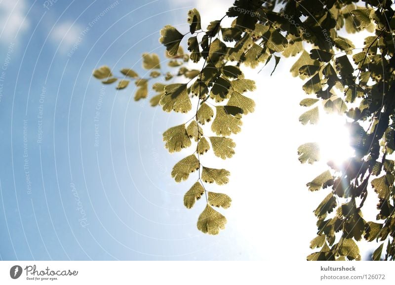 frühlingshafter sonntagnachmittag... Gegenlicht grün Frühling Erholung verschlafen durchscheinend zerbrechlich Himmel blau Sonne Echte Farne blich in den himmel