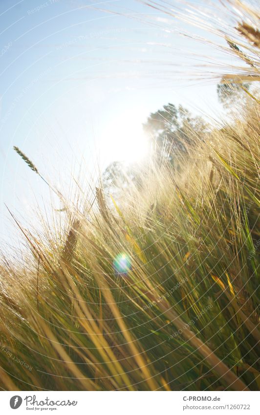 Into the light Umwelt Natur Himmel Wolkenloser Himmel Sonne Sommer Pflanze Nutzpflanze Feld Wärme blau gold grün Getreidefeld Halm Weizen Roggen Farbfoto