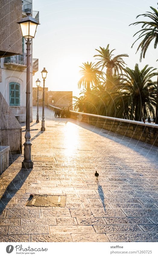 Bari Sonnenaufgang Sonnenuntergang Sonnenlicht Sommer Schönes Wetter Kleinstadt Ferien & Urlaub & Reisen Italien Apulien bari Laterne Gegenlicht Palme ruhig