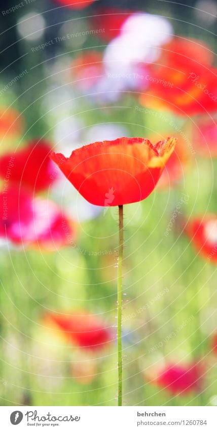 mo(h)nday again... Natur Pflanze Frühling Sommer Schönes Wetter Blume Gras Blatt Blüte Wildpflanze Mohn Garten Park Wiese Feld Blühend leuchten verblüht