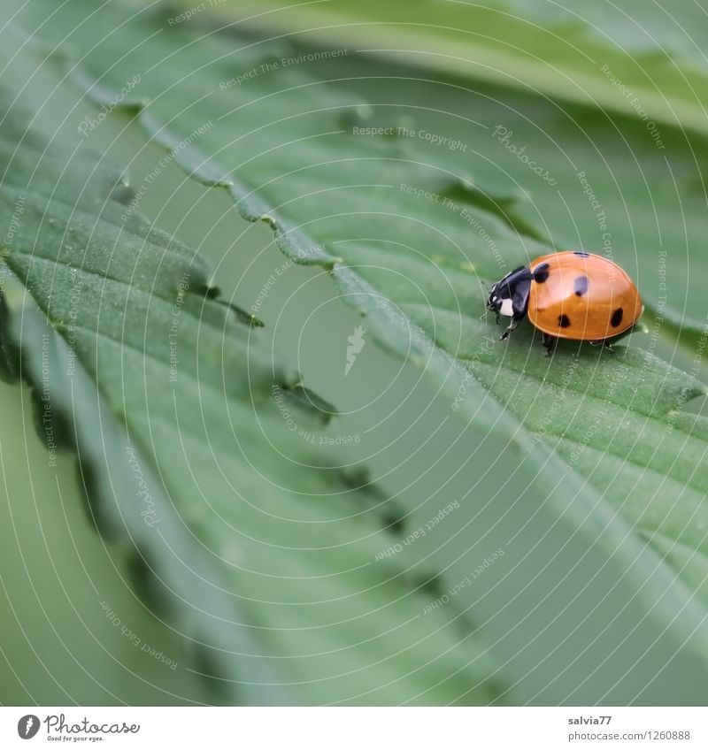 Hanf im Glück Pflanze Tier Sommer Gras Blatt Grünpflanze Nutzpflanze Wildtier Käfer Marienkäfer Insekt 1 berühren Erholung genießen krabbeln sitzen wandern