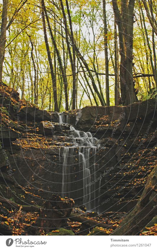 Ein angenehmer Ort. Umwelt Natur Pflanze Wasser Herbst Schönes Wetter Wald Schlucht Margarethenschlucht Wasserfall Stein Holz ästhetisch natürlich braun grün